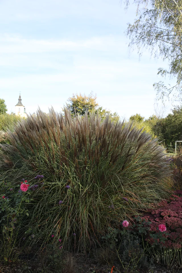 Miscanthus sinensis ‘Silberspinne’