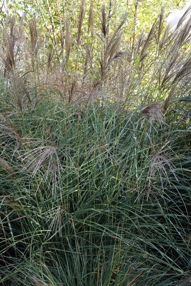 Miscanthus sinensis ‘Staccato’