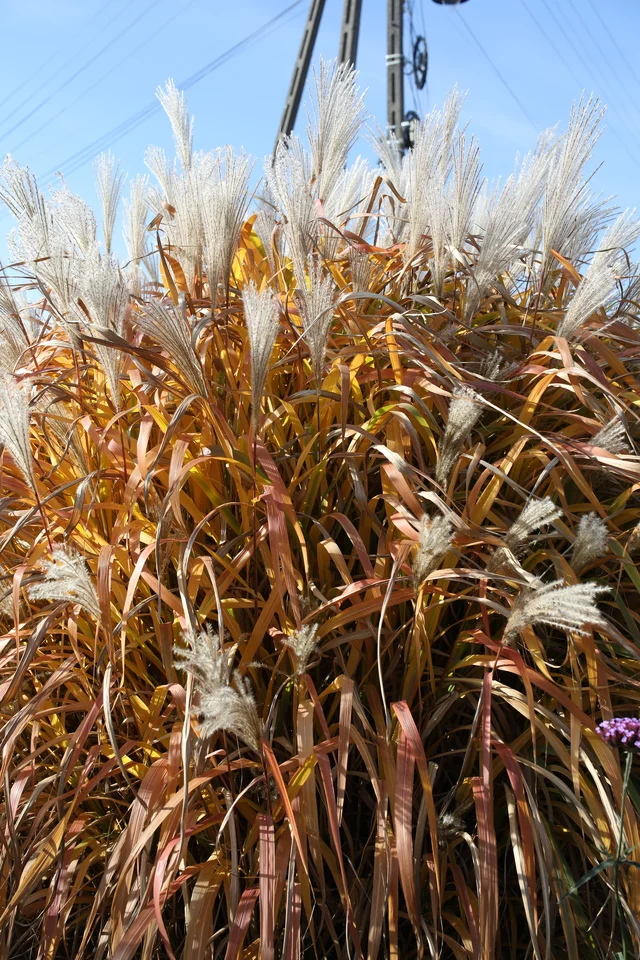 Miscanthus ‘JP1’