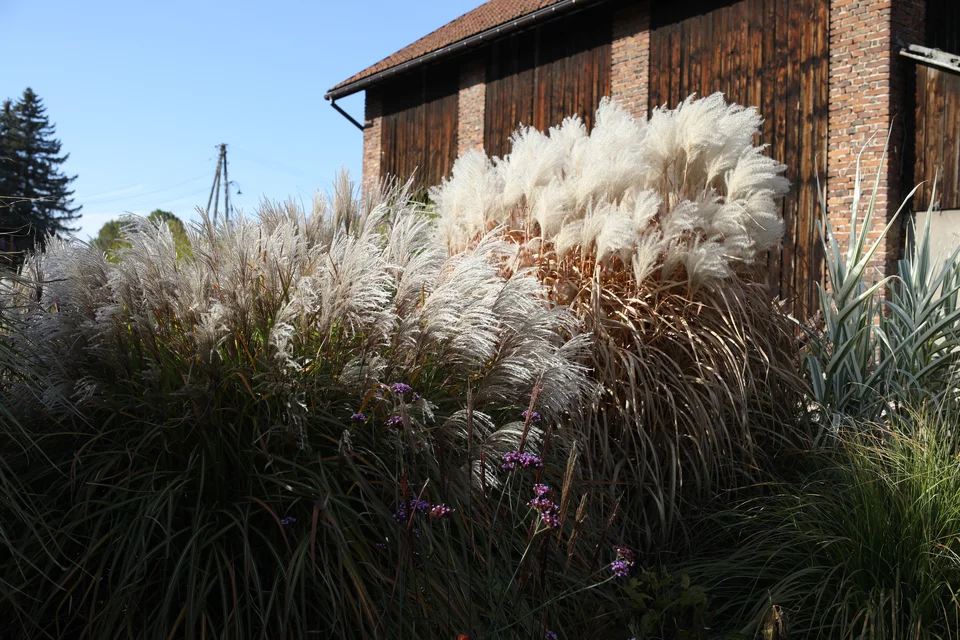 Miscanthus sinensis ‘Snow Queen’