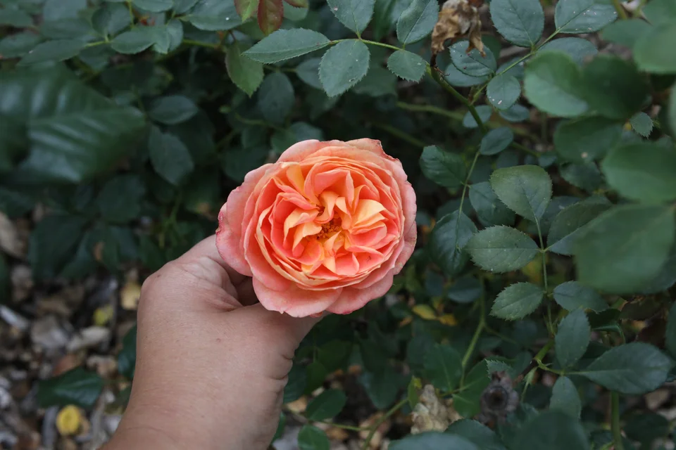 Lady of Shalott