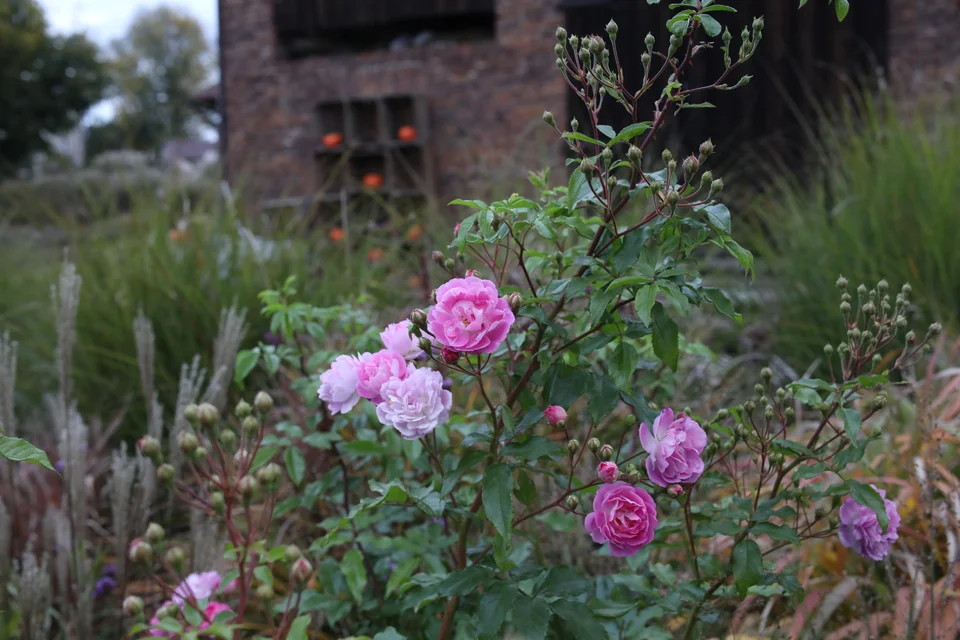 Heavenly Pink