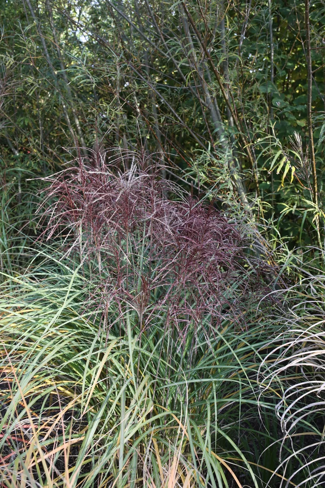 Miscanthus sinensis ‘Malepartus Little’