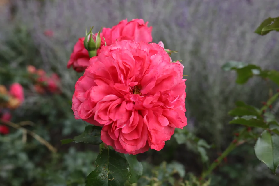 Rosarium Uetersen