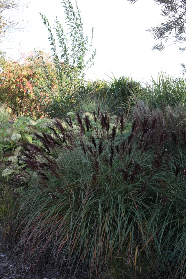 Miscanthus sinensis ‘Red Chief’