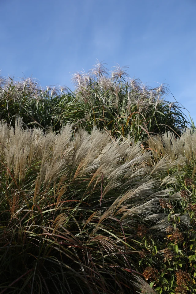 Miscanthus × giganteus ‘Meidl’