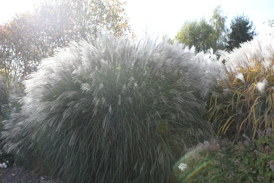 Miscanthus sinensis ‘Elegance’