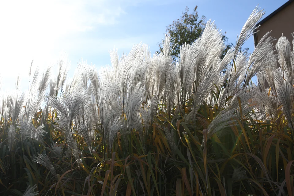 Miscanthus sinensis ‘Nishidake’