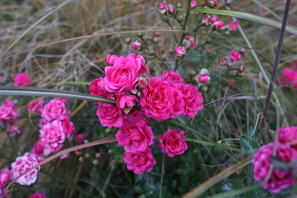 Pink Fairy