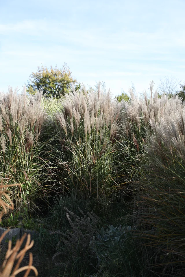 Miscanthus sinensis ‘Versammlung’