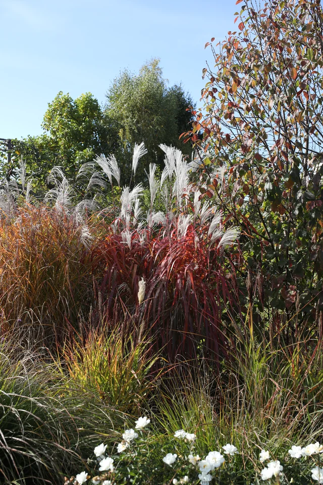 Miscanthus sinensis ‘Miki’