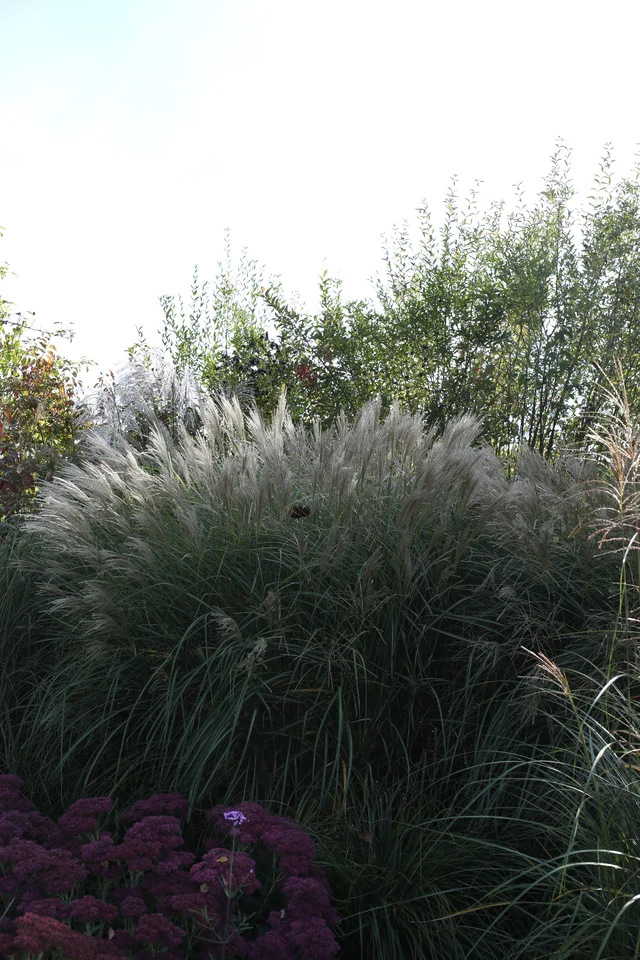 Miscanthus sinensis ‘Noah’