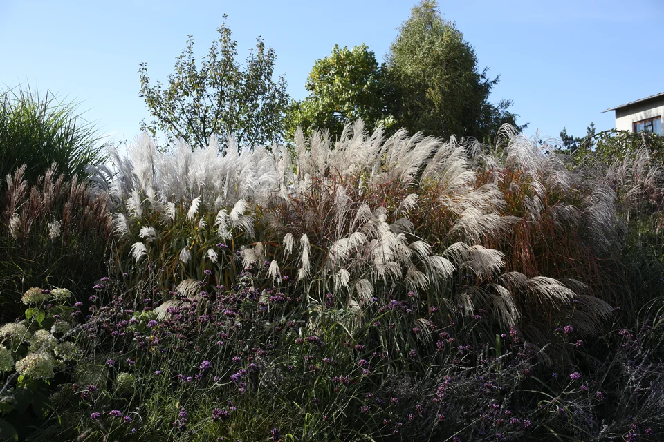 Miscanthus sinensis ‘Windbraut’