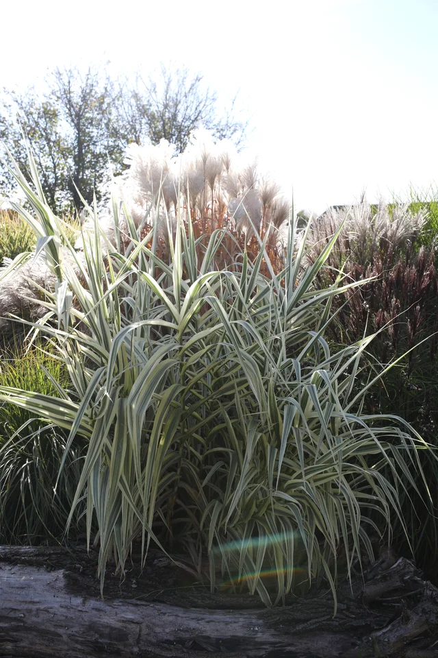 Arundo donax