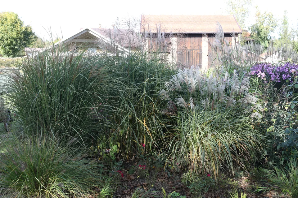 Miscanthus sinensis ‘Grosse Fontäne’