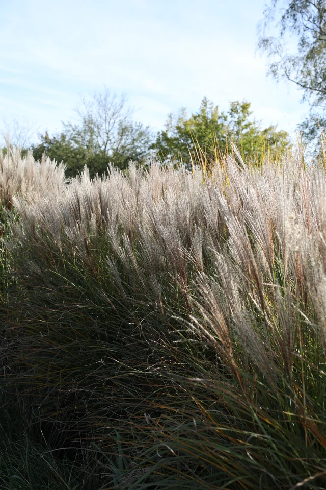 Miscanthus sinensis ‘Sirene’
