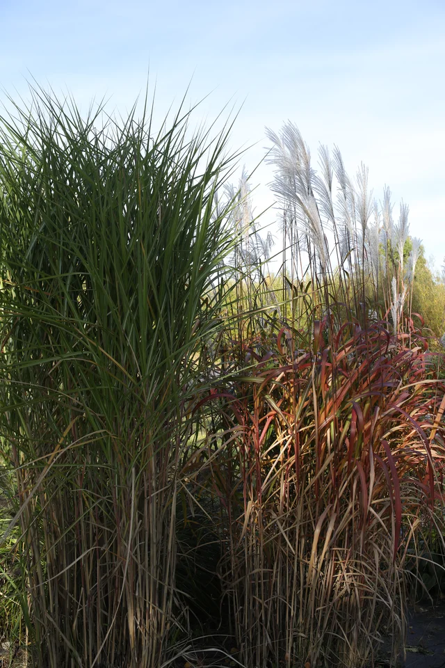 Miscanthus sinensis ‘Milos’
